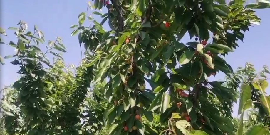 乐陵市人大常委、原乐陵市旅游局局长李新平莅临天津恒运能源集团旗下农业产业清洋湖考察