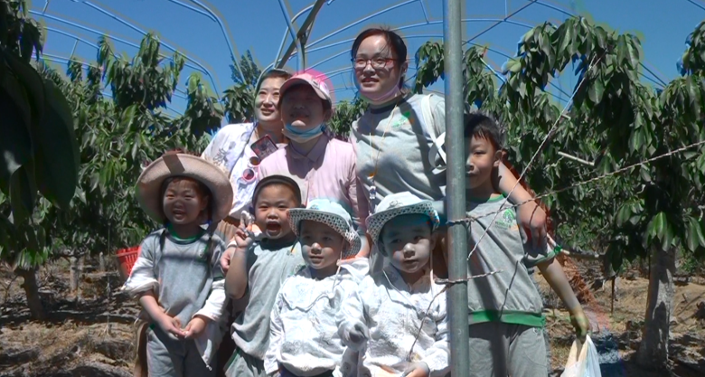 天津恒运能源集团旗下农业产业山东清洋湖农业科技有限公司一年一度樱桃采摘系列活动隆重开幕