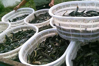 乐陵市委副书记、市长王大山一行到清洋湖水产养殖基地视察工作