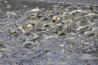 乐陵市委副书记、市长王大山一行到清洋湖水产养殖基地视察工作