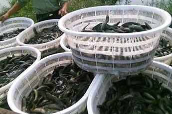 清洋湖：打造公园式养殖示范园区