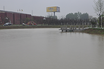 国家二级保护动物非洲雁落户百枣湖